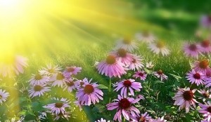 Blumen